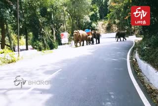 குன்னூரில் சாலை கடக்கும் காட்டு யானைகள்  காட்டு யானைகள்  Wild Elephants crossing the road at Coonoor  Elephant Problem In Coonoor  காட்டு யானைகள் அட்டகாசம்  Elephant  Wild Elephants crossing the road