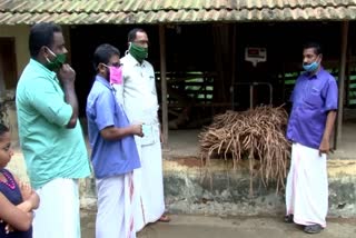 Asparagus racemosus  harvested  kollam  കൊല്ലം  ശതാവരിക്കിഴങ്ങ്  വിളവെടുത്തു  കുണ്ടറ  ആയുർവേദം