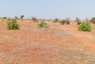 The mango trees were cut down