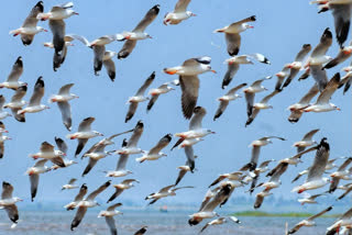 Lockdown Effect : many birds are coming in solapur ujani dam