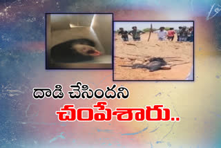 ఎలుగుబంటి బీభత్సం.. చంపేసిన గ్రామస్థులు