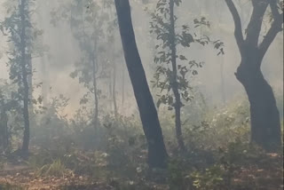 fire forest in surajpur