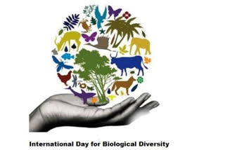 UN report  safeguard biodiversity  International Day for Biological Diversity  Biological Diversity  World's Forests  The State of the World's Forests  യുഎൻ  വന നശീകരണം  ജൈവവൈവിധ്യം  ദി സ്റ്റേറ്റ് ഓഫ് ദി വേൾഡ് ഫോറസ്റ്റ്സ്  യുഎൻ റിപ്പോർട്ട്