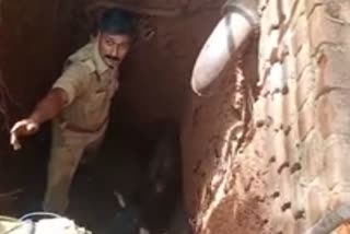 വെച്ചൂർ പശുക്കളെ രക്ഷിച്ചു  സെപ്റ്റിക് ടാങ്കിൽ വീണു  cows that fell into the septic tank  rescued  തിരുവനന്തപുരം വാർത്ത  thiruvanthapuram news