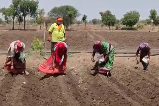 cotton cultivation