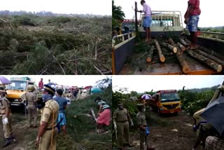 cutting down trees in thottappally spillway  thottappally spillway trees news  തോട്ടപ്പള്ളി സ്പിൽവേ പ്രതിഷേധം  കാറ്റാടി മരങ്ങൾ മുറിച്ചു