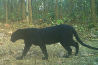 Rare black panther spotted at Achanakmar Tiger Reserve after 7 years