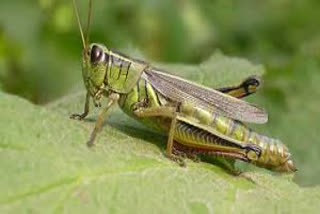 Locust party attack in Nagaur, नागौर में टिड्डी दल का हमला