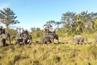 Dibru-Saikhowa National Park in crisis