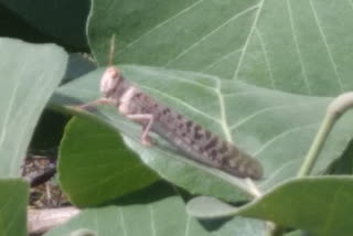 Farmers troubled by locust  attack