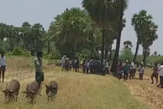 pigs bet in kandlapalli at anantapur