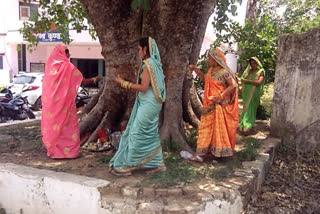 vat savirti pooja done by married women in kawardha