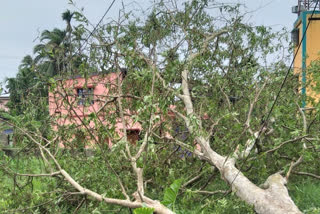 আমফানের প্রকোপে রাজ্যে মৃত্যু বেড়ে হলো ৮৬