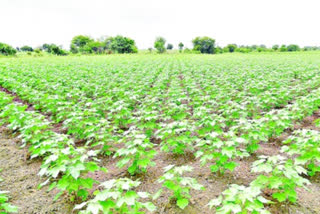 no more cultivation of corn crop in the district