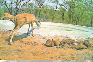 forest officers arranged water pots for animals in nallamala forest