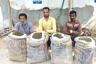 Three arrested for marijuana trafficking