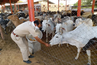 churu news, Churu Police, fed jaggery to cows