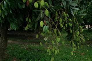 litchi farming in malda