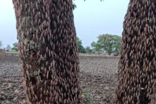 Narsinghpur district administration alert about grasshoppers in Narsinghpur