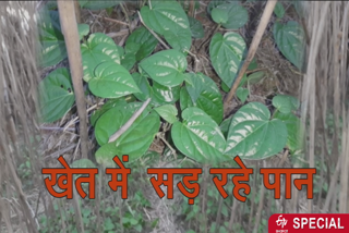 betel farming