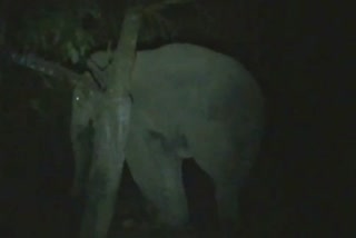 Wild elephant create havoc at Hojai