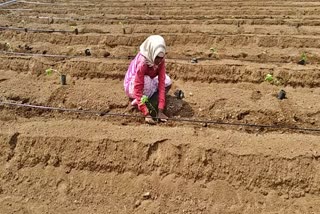 Farmers planting papaya in belagavi