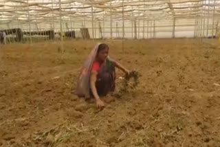 nasik Flower growers farmers in crisis