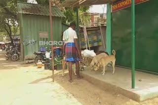 vegetable vendor provide food to street dogs in dindigul