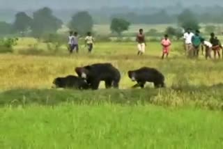 Bear attack in Dhamtari