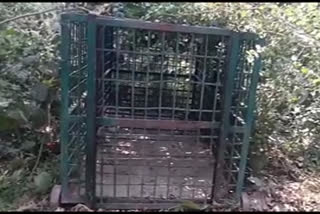 Bahraich: Forest department fails to catch lion