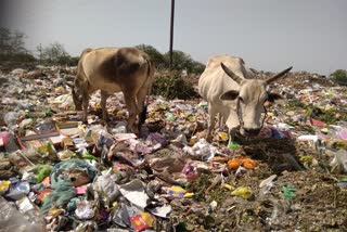 People disturbed by the smell of garbage