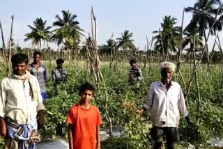 lakhs worth crops destroyed in bangarapete in attack of Elephants