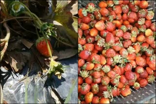 rain damaged  Strawberry crop in Paonta Sahib