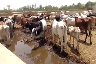 Cowshed of bharatpur,  निगम की गौशाला