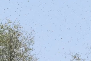 टिड्डी ने फसलों को पहुंचाया नुकसान, Locust caused damage to crops