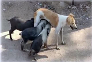 dog-breast-feeding-to-the-pig