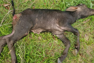 forest animal attack on small animals in east godavari dst allumuru