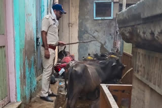 DCP Dharmendra Sharma saved more than 70 animals