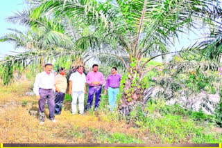 oil palm cultivation in jagtial district for kharif season