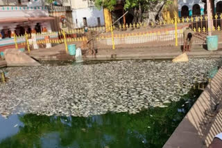 Thousands of fish death at rameshwara temple in bagalkot