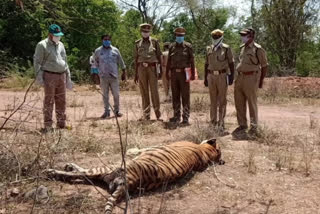 tiger died due to illness in yarragundapalem forest area