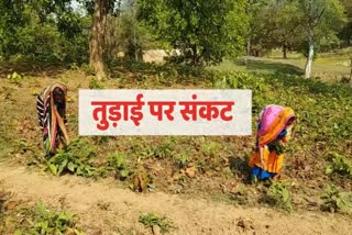 Tendu leaves collection delayed due to Corona crisis in surajpur