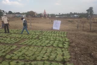 Tendu leaf collection running in Silwani