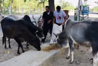 active citizen team feeding stray animals in greater noida