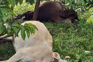 Two cows died of electricity in sakaleshapur