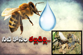 honeybees died due to heavy temparatures