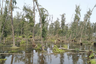 Cyclone Amphan tears down Digha's Jhau Forest