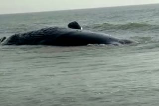 40-ft whale carcass washes ashore in Odisha