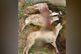 The street dogs that killed four sheeps in kolar