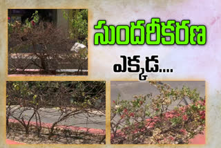 no water to plants at nellore